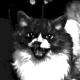 polypore MCP Server Logo